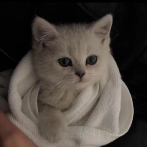 国产高清无码中文
